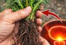 Dandelion: The natural remedy that’s attracting attention for its health benefits… See more